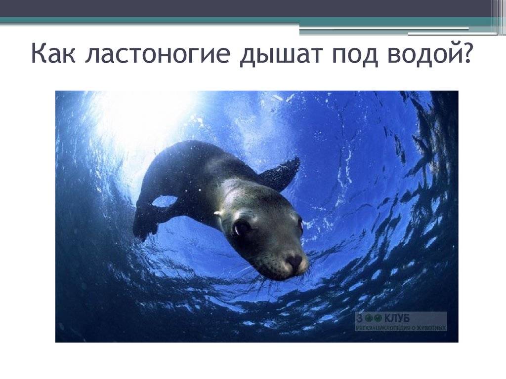 Могут ли тюлени жить под водой?. все обо всем. том 2