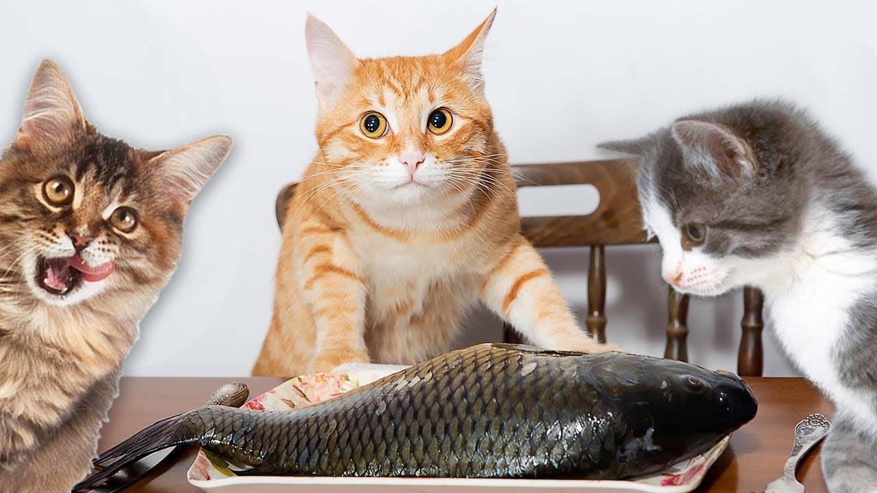Какую рыбу можно давать кошкам?