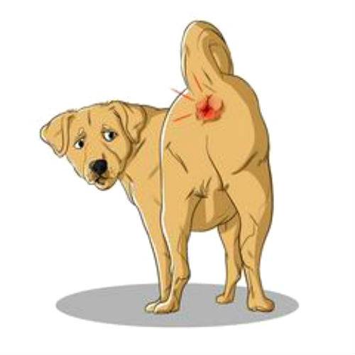 Воспаление параанальной железы у собаки