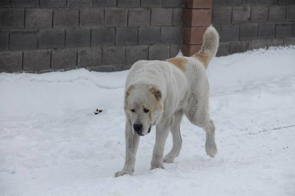 Бульдозер — самый большой пёс и рекордсмен породы алабай