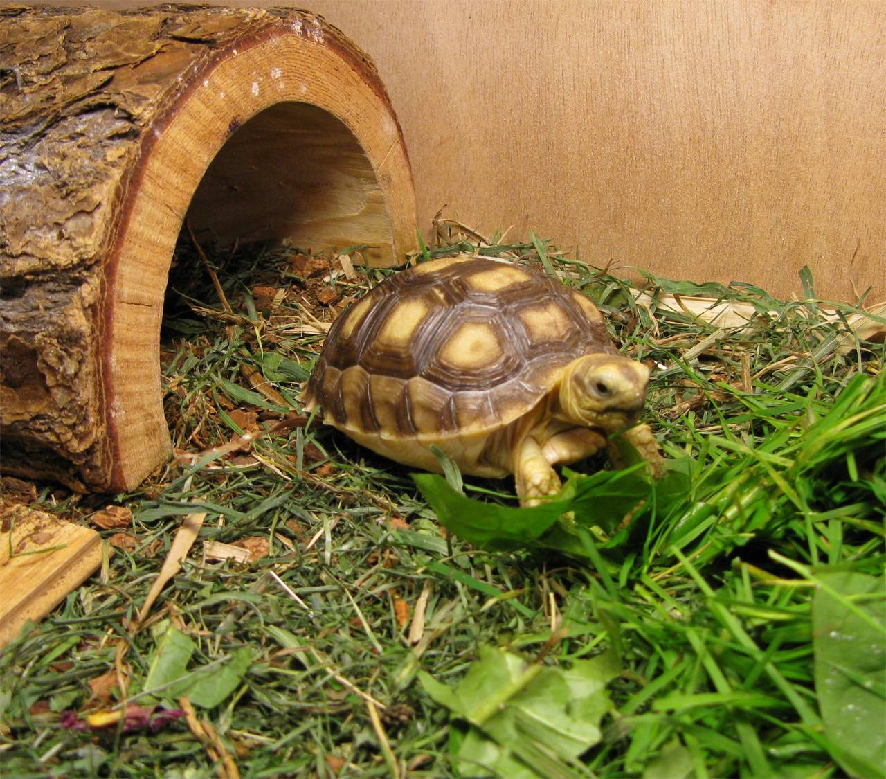 Черепахи минск. Среднеазиатская красноухая черепаха. Среднеазиатская сухопутная черепаха. Красноухая черепаха сухопутная. Домик для среднеазиатской черепахи.