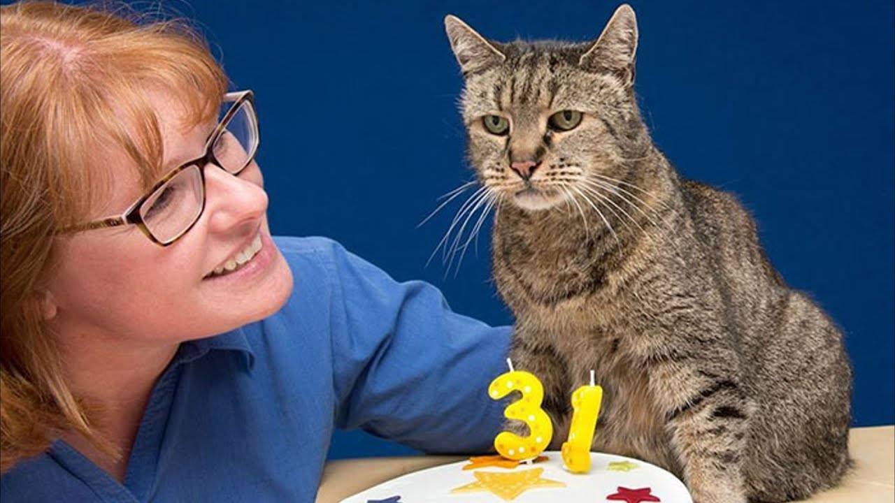 Самый старый кот в мире, россии - список животных-долгожителей