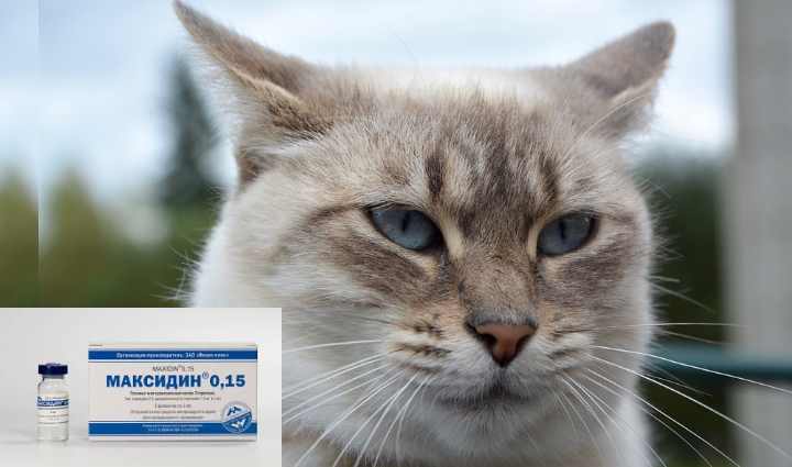 Что делать если кот чихает с соплями: причины симптомов и способы лечения