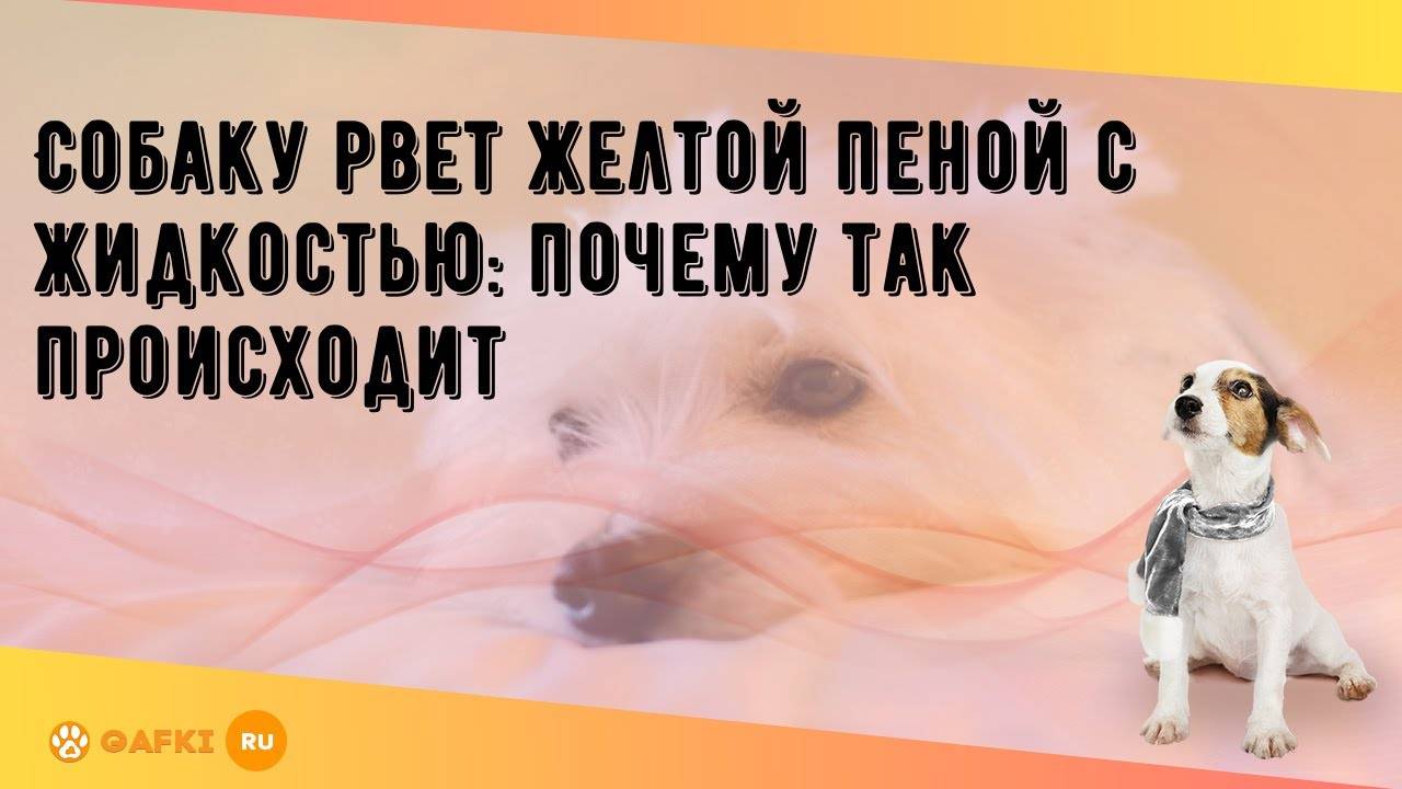 Почему собака часто блюет желтой или белой пеной? распространение, причины, диагностика и лечение при рвоте у собак