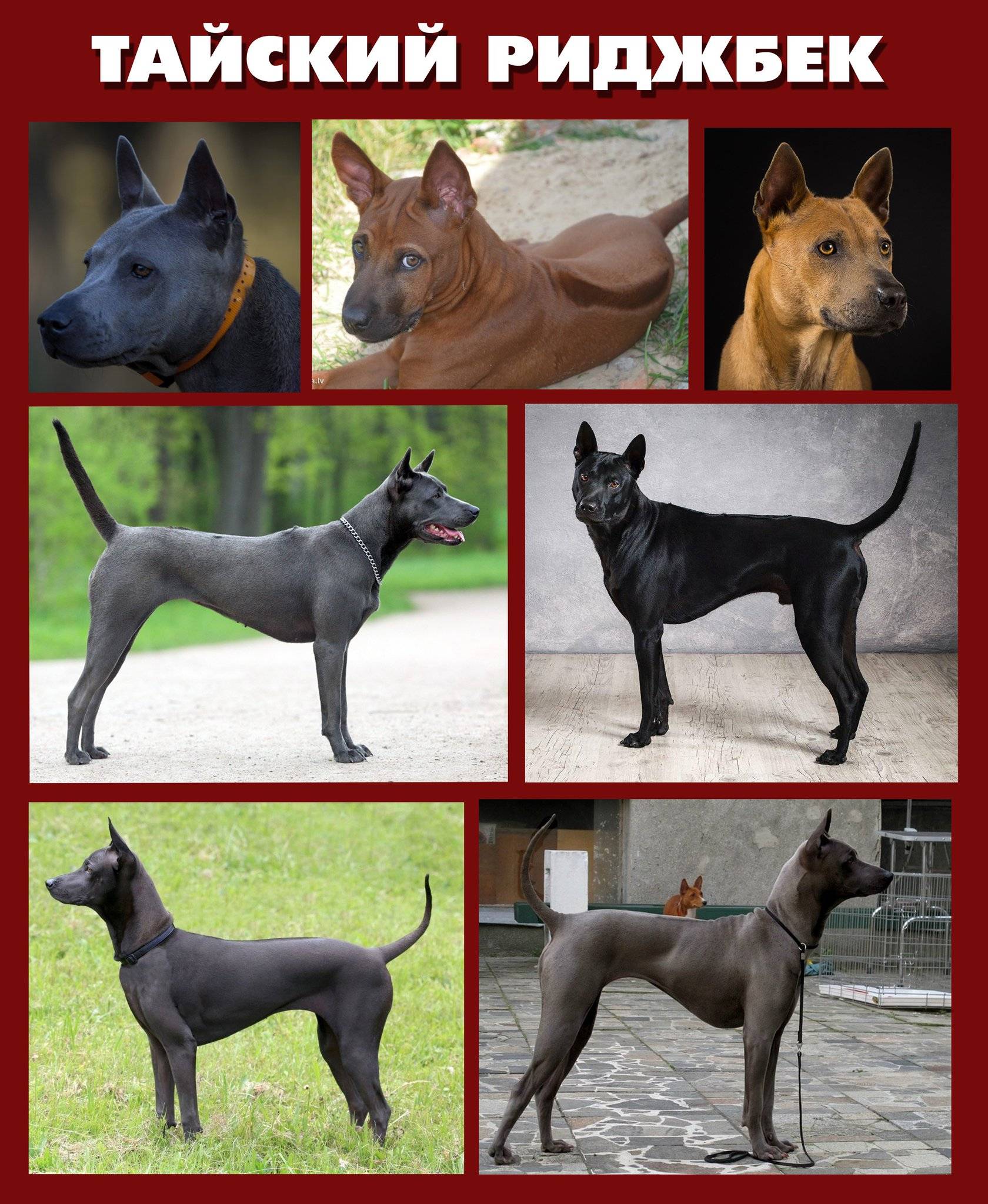 Тайский риджбек: описание породы с фото, характер и отзывы собаководов
