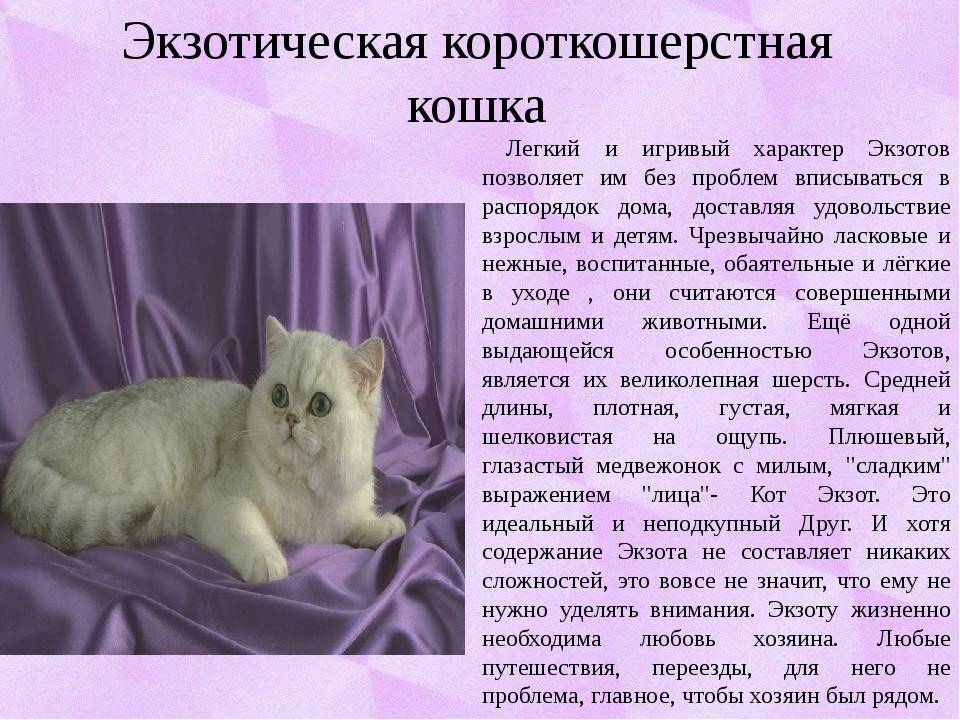 Cибирская голубая кошка - 25 фото