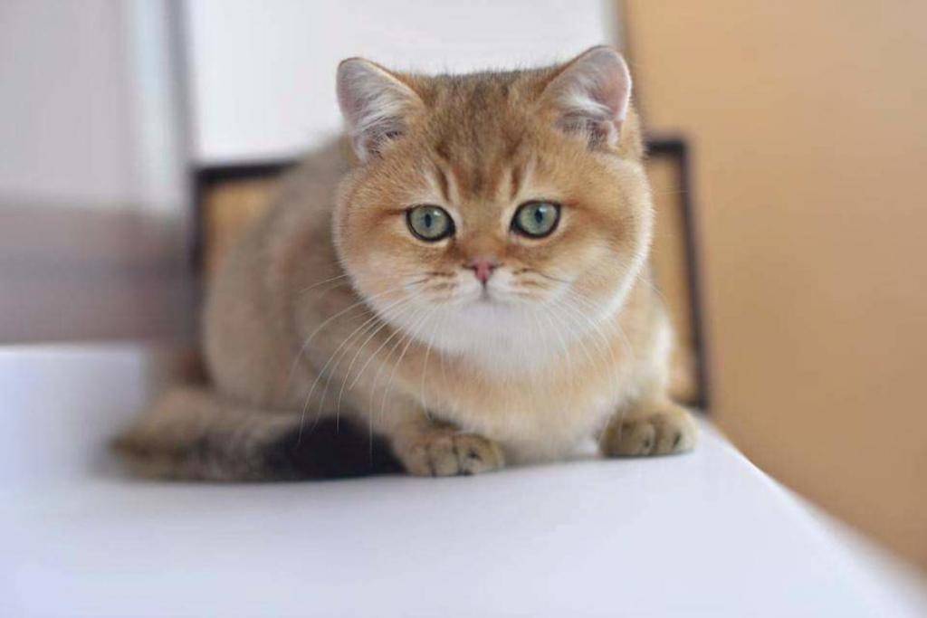 Содержание золотой шиншиллы: особенности, уход за британским котом, фото кошки