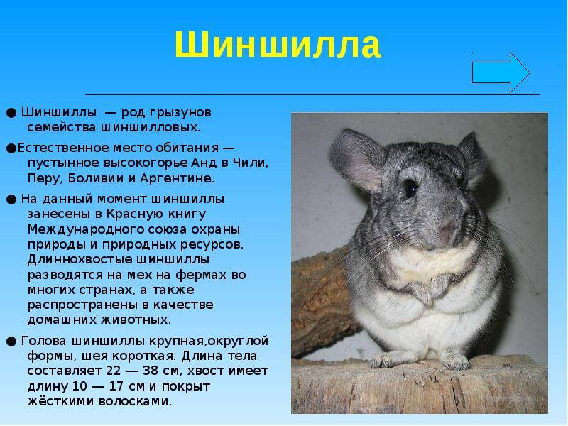 Шиншиллы: уход и содержание в домашних условиях, особенности характера грызуна, питания, поведения - zoosecrets