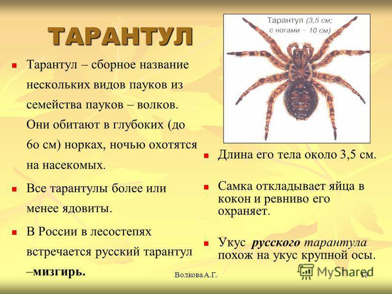 Южнорусский тарантул (мизгирь): фото и особенности паука