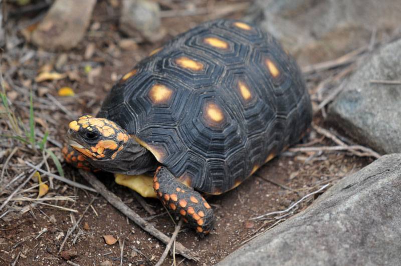 О содержании и уходе за сухопутной черепахой от а до я – сайт об аквариумистике