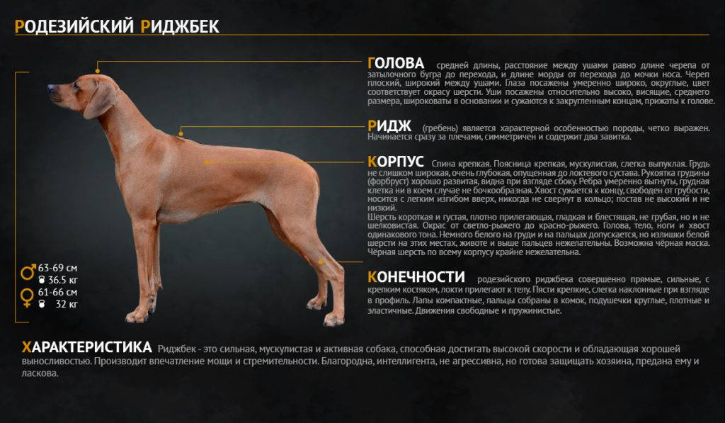 Внешний вид и характеристика собак охотничьей породы родезийский риджбек, воспитание и дрессировка