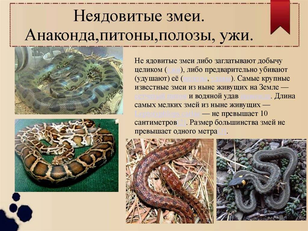 Виды змей и их описание с фото :: syl.ru