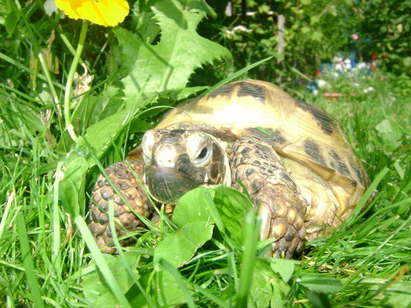 Спячка красноухой черепахи: как понять, спит ли черепаха?