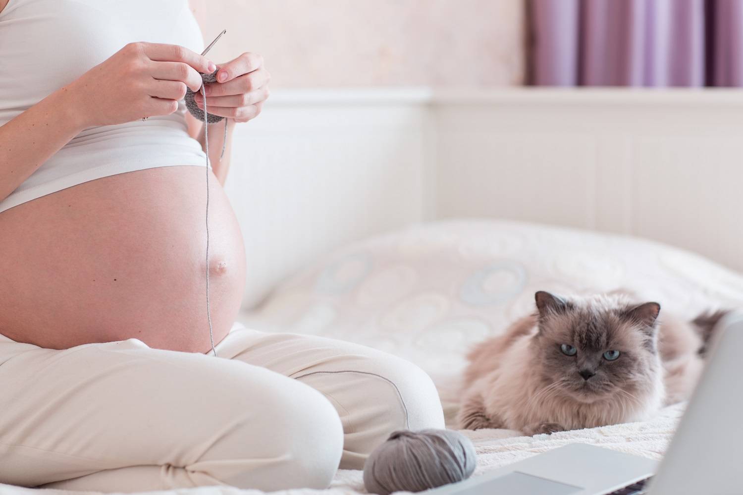 Почему беременным нельзя гладить кошек: мистические и научные объяснения