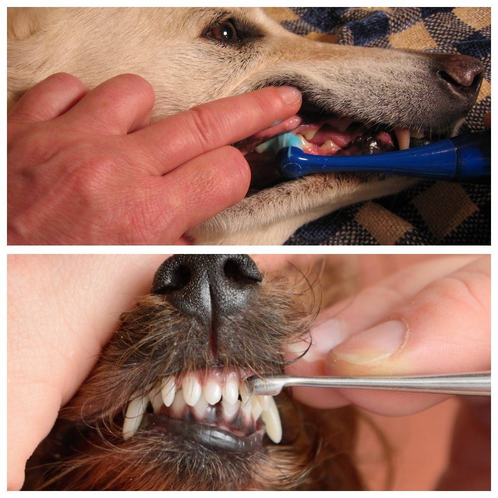 Надо ли и как почистить зубы собаке в домашних условиях