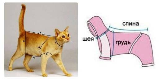 Особенности выбора и пошива одежды для котов