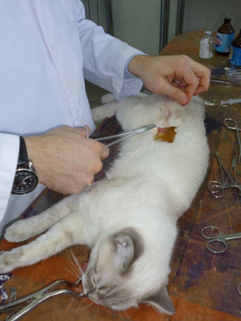 Как подготовить правильно кошку к стерилизации - советы ветеринара