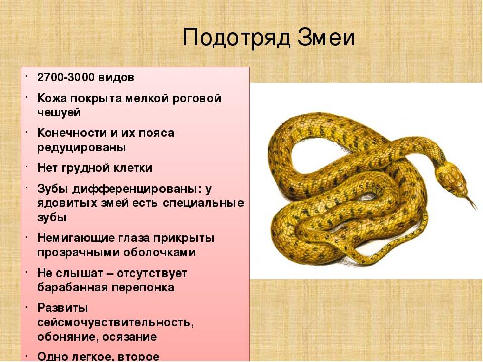 Каких змей можно держать дома? | природа | общество