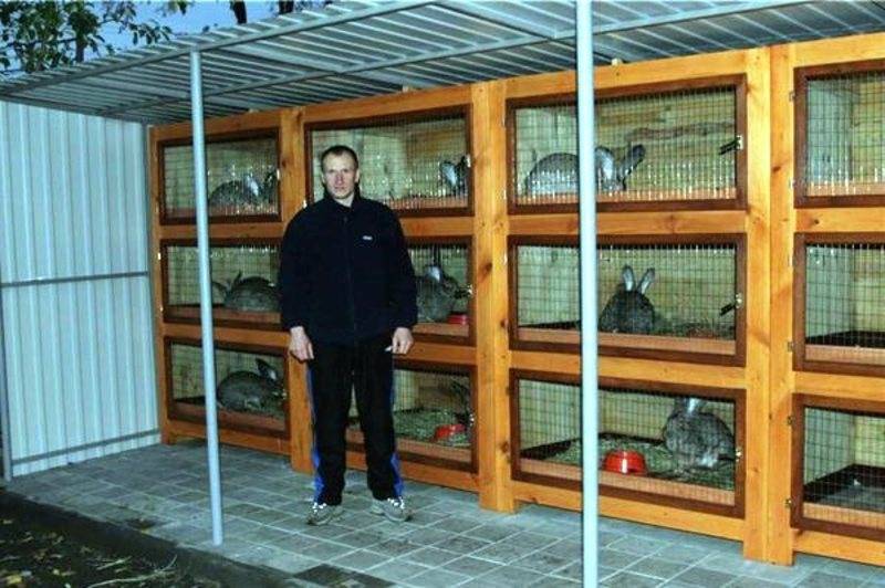 Выращивание и разведение кроликов в домашних условиях для начинающих кролиководов