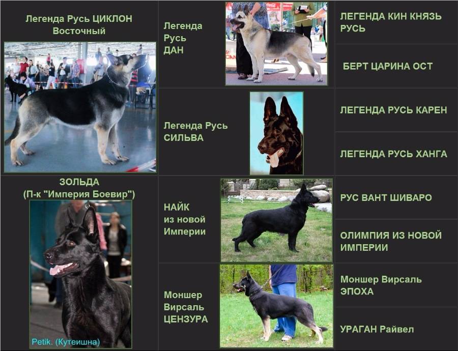 Клички для немецких овчарок мальчиков и девочек, особенности выбора имен для своих собак