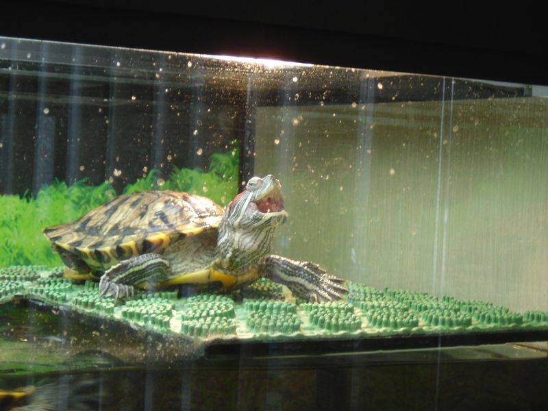 Аквариум для красноухой черепахи: содержание,уход,фото,описание.