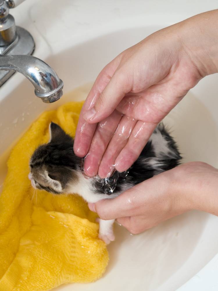 Как помыть котёнка в домашних условиях?