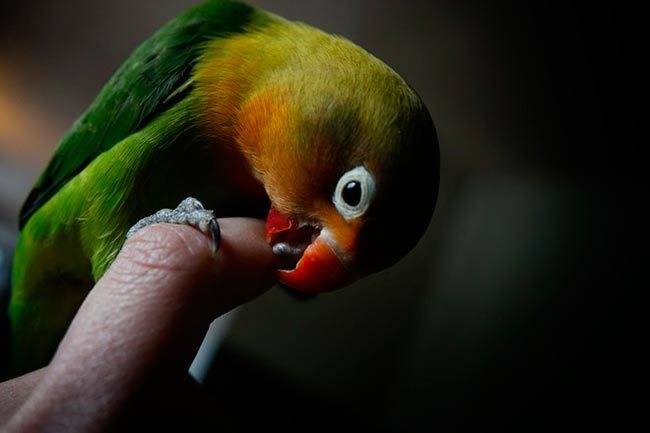 Как отучить волнистого попугая кусаться
