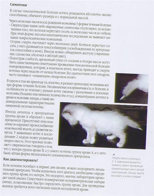 Разведение кошек как бизнес в 2022. важные нюансы – interbablo.ru