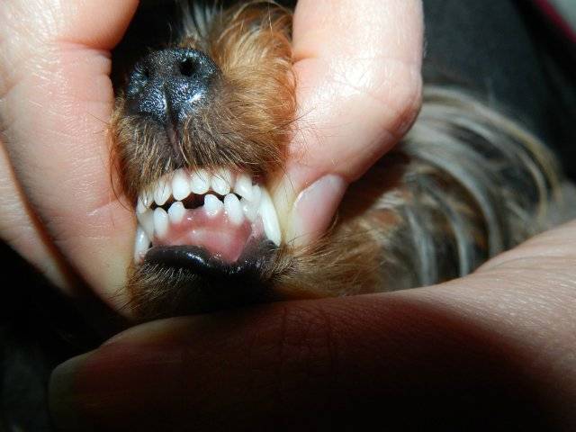 Смена зубов у щенков: все особенности сложного периода | звери дома