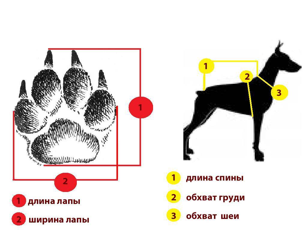 Как измерить рост собаки в холке — для одежды, обуви, таблица размеров собак различных пород
