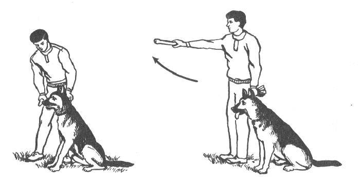 Как научить собаку команде «апорт»: пошаговая инструкция