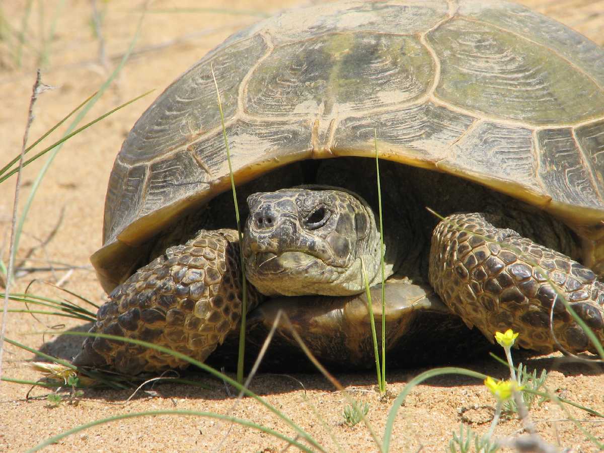 Среднеазиатская черепаха | мир животных и растений