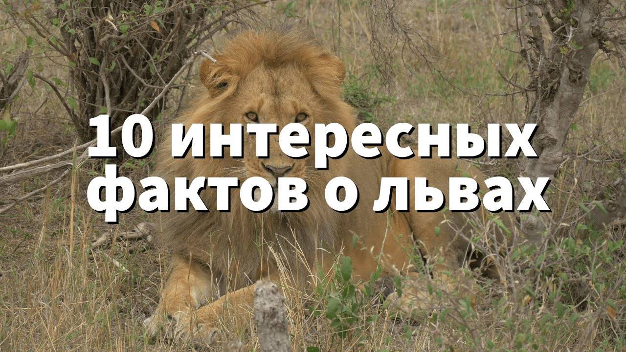 10 необычных фактов о знаке зодиака лев