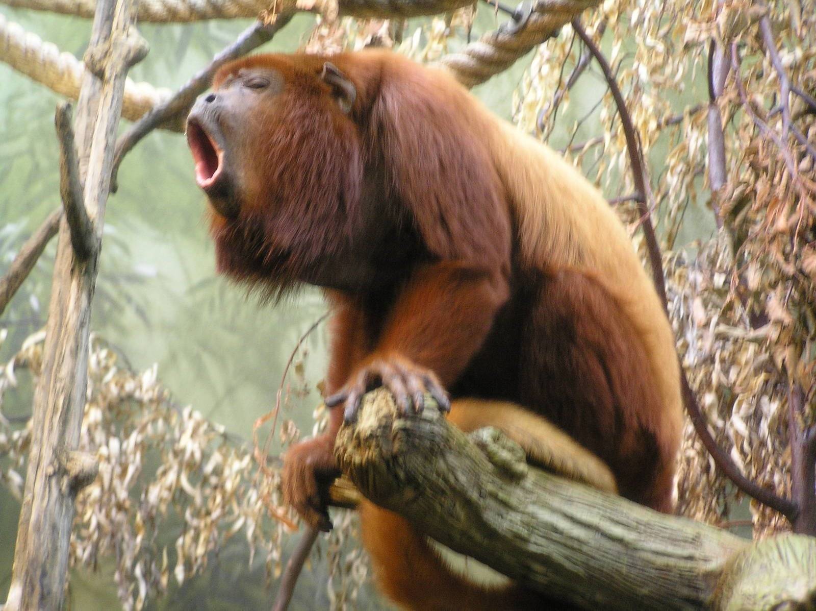 Ревун: интересные факты о широконосой обезьяне