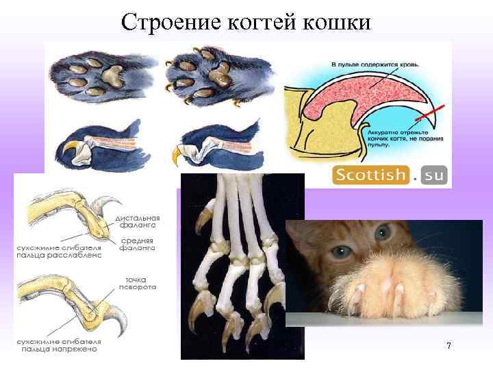Сколько сосков у кошек и котов - oozoo.ru