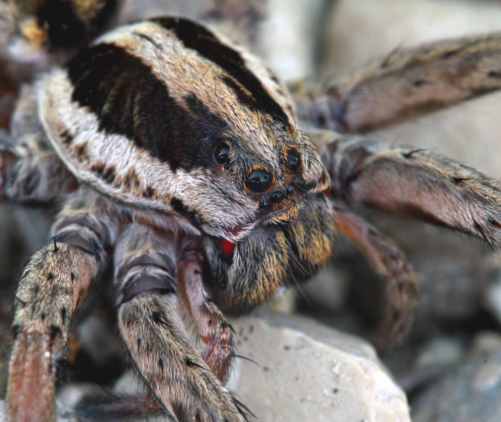 Домашний тарантул - виды, особенности содержания, питание | главная