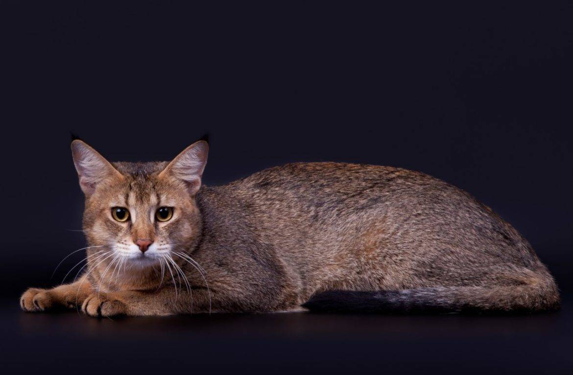 Кошка чаузи: описание стандартов и характера, особенности содержания и рациона породы