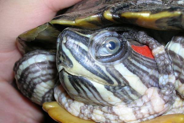 Конъюнктивит (воспаление глаз) у черепахи, что делать если глаза воспалены и гноятся