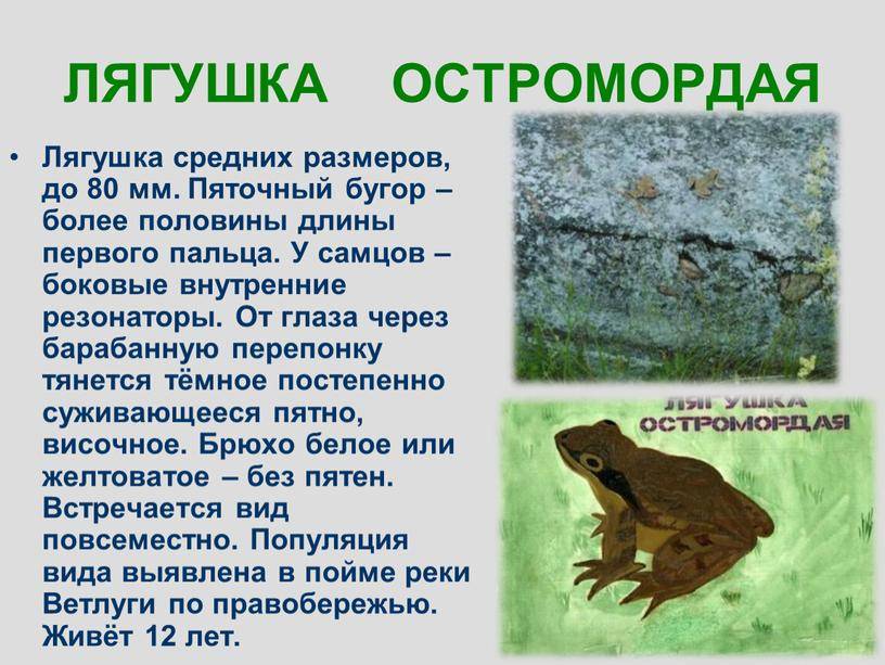 Жаба серая: образ жизни, размножение, фото, описание