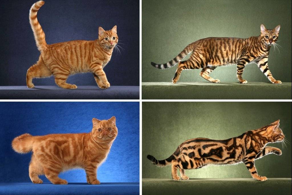 Разнообразие окрасов табби у кошек шотландской и других пород: как не ошибиться с выбором?