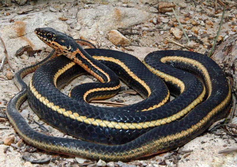 Узорчатый полоз – расписная змея