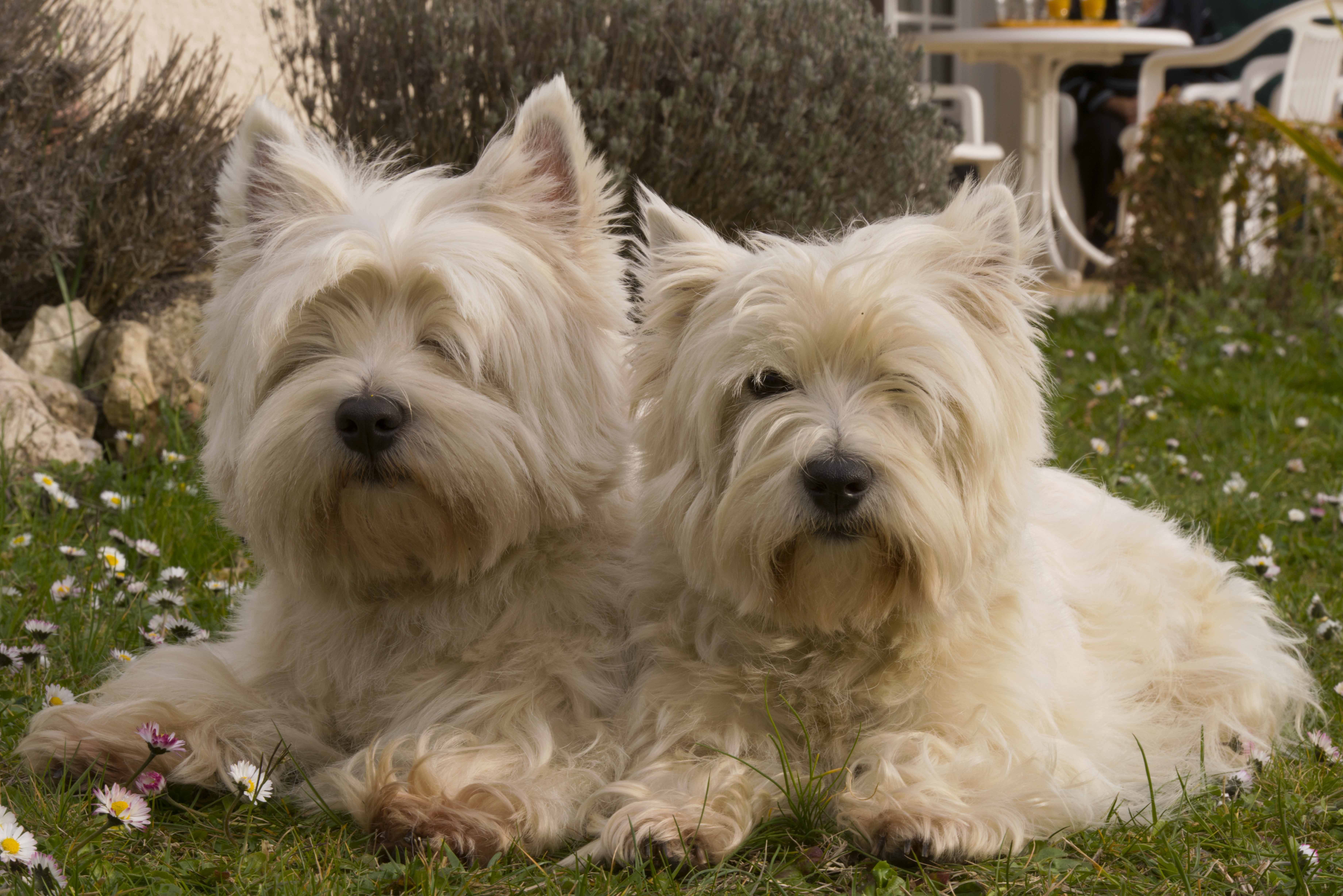Йоркширский терьер фото, цена щенка, сколько живут, отзывы владельцев