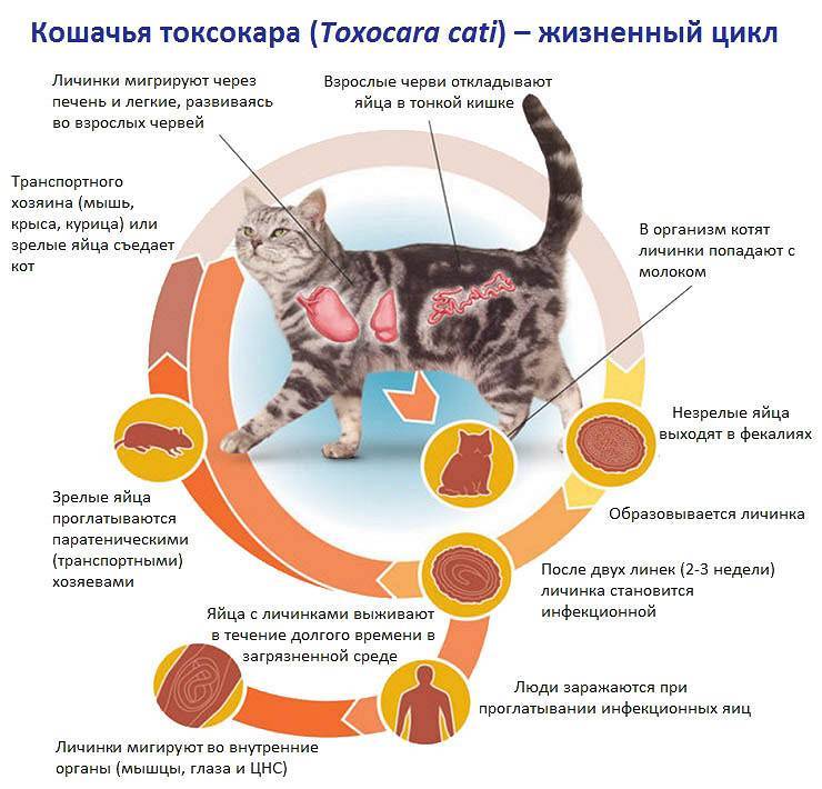 Простуда у кошек и котов: симптомы, лечение, профилактика
