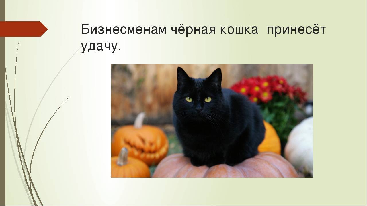 Черный кот в доме: приметы