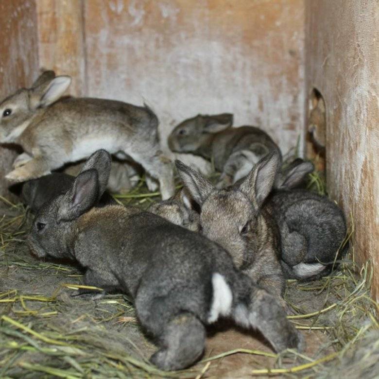 О спаривании кроликов: в каком возрасте, как размножаются, как случать правильно