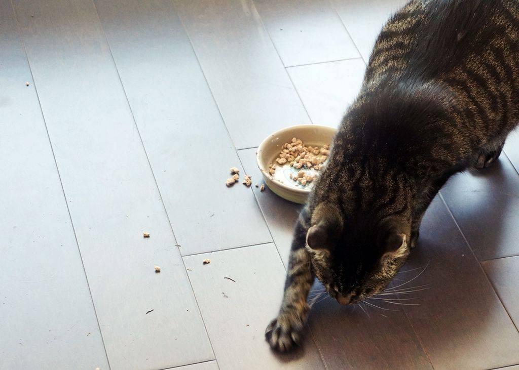 Британская кошка постоянно просит есть — что делать?