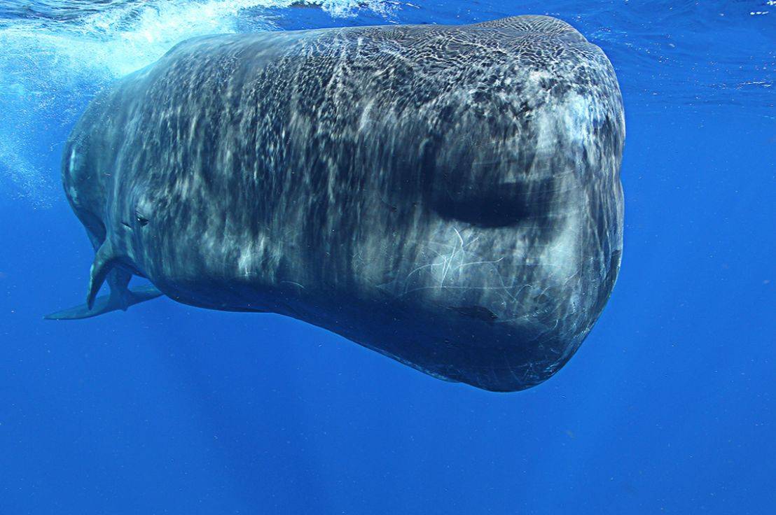 Касатка кит. описание, особенности, виды, образ жизни и среда обитания касатки
