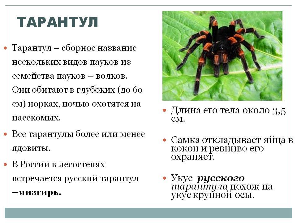 Тарантул: правила выращивания паука в домашних условиях