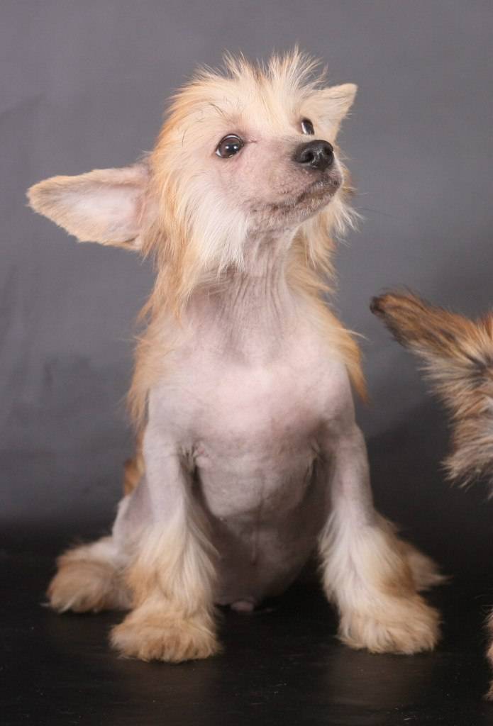 Китайская хохлатая собака - описание, характер, фото, цена | «дай лапу»