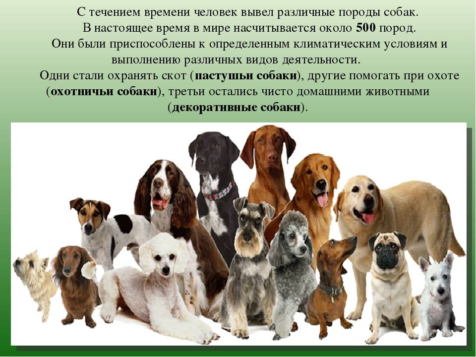 Количество пород собак в мире: признанные и непризнанные, классификация